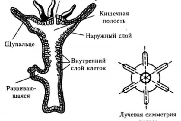 Как зайти на мега даркнет